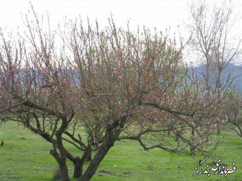 بازدید فرماندار بندرگز از کمپ نوروزی دهیاری گز شرقی