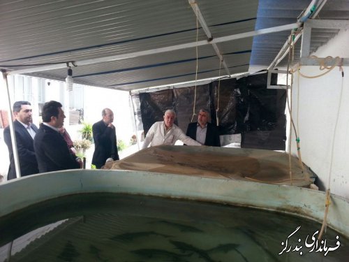 بازدید فرماندار از طرح پرورش خانگی ماهی خاویاری در بندرگز