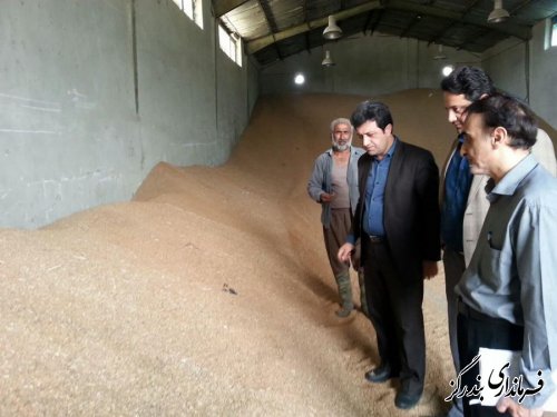 خرید تضمینی گندم در شهرستان بندرگز آغاز شد