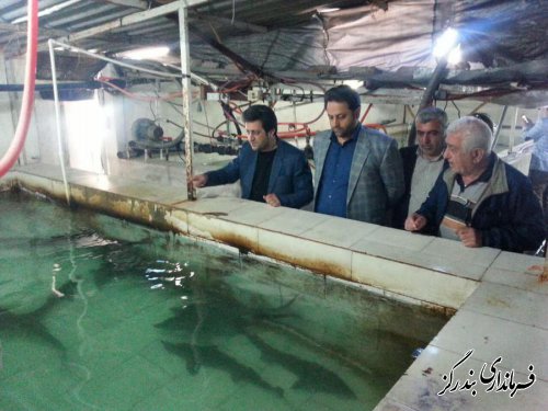 بازدید فرماندار از طرح پرورش خانگی ماهیان خاویاری در بندرگز